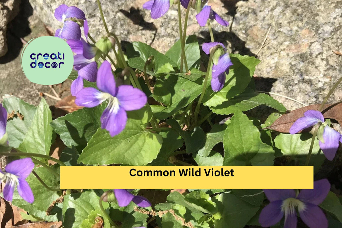 25 Live Purple Violet Starter Plants, Viola odorata, Perennial Ground Cover, Borders & Cottage Garden Flowers
