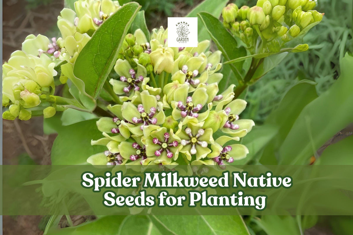 Spider Milkweed Seeds – Native Wildflower, Pollinator-Friendly, Drought-Tolerant Perennial, Asclepias viridis, 50 Seeds