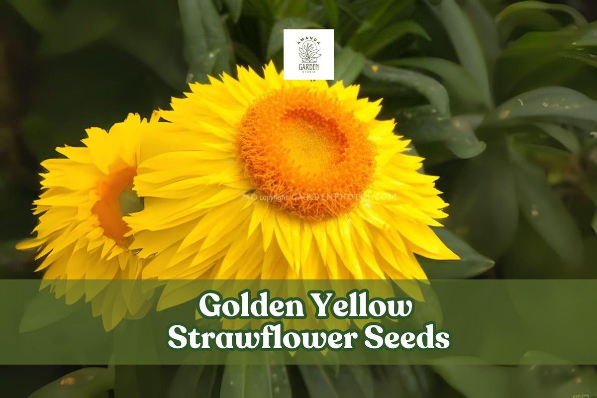 Golden Yellow Strawflower Seeds, Helichrysum bracteatum, Everlasting Daisy, Cut Flower, Bright Yellow, Annual, Full Sun