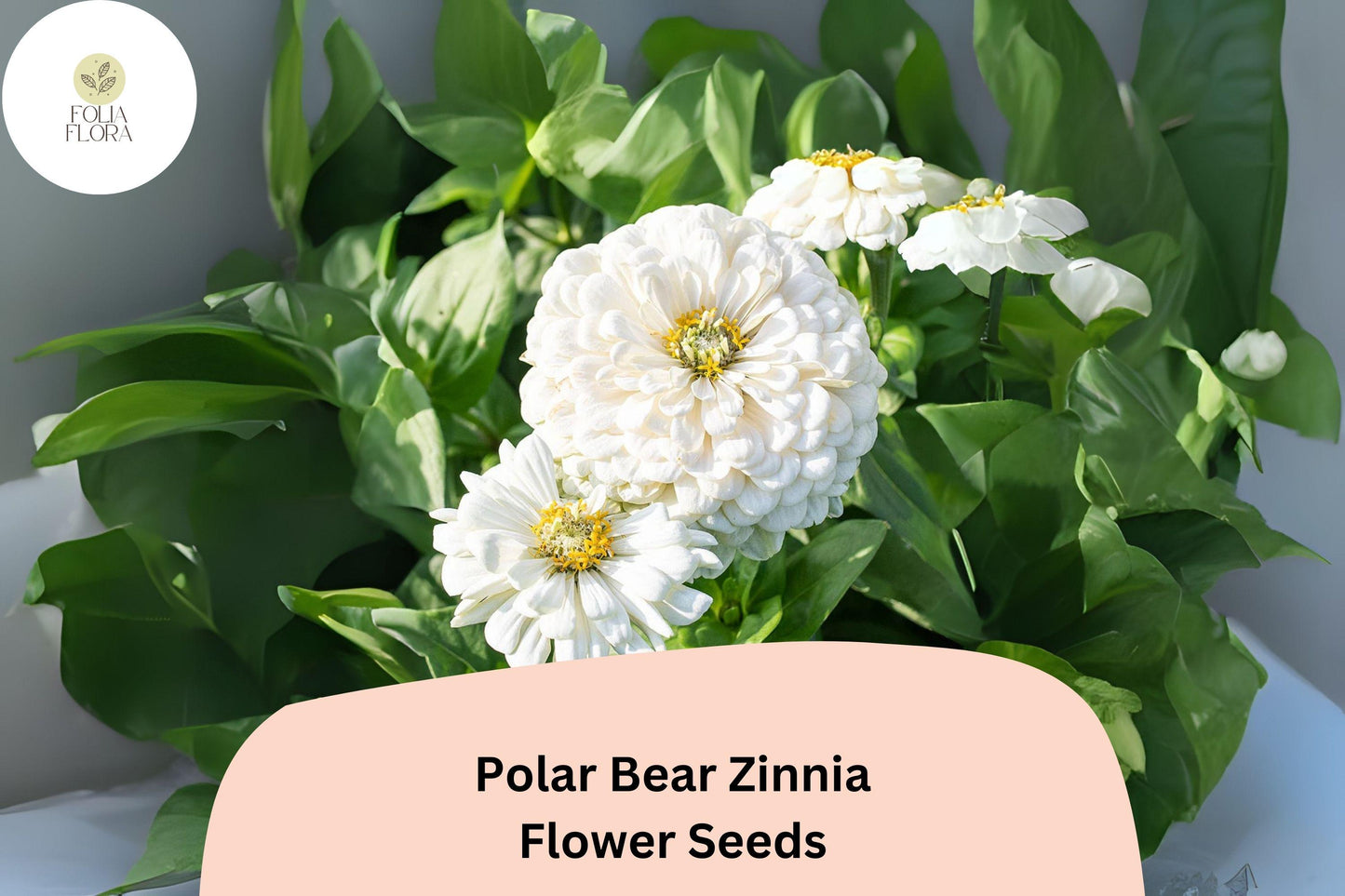 Polar Bear Zinnia Seeds – 100+ White Annual Flowers for Garden, Borders & Cut Flowers | Zinnia elegans