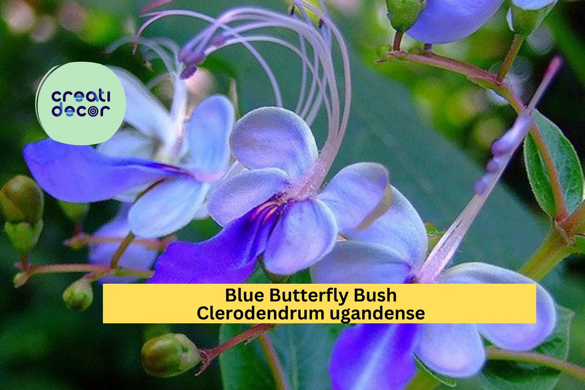 Blue Butterfly Bush Rooted Starter Plant – Clerodendrum ugandense Exotic Perennial Shrub with Blue Orchid-Like Blooms