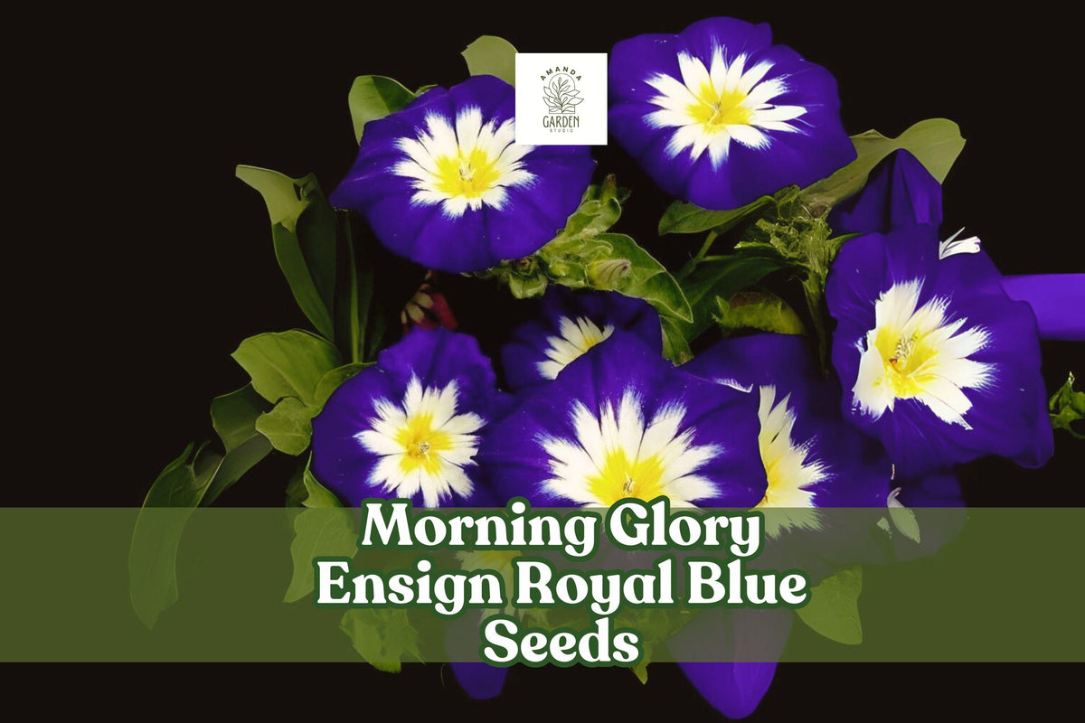 Morning Glory Seeds Ensign Royal Blue Dwarf Vine Convolvulus tricolor Bright Blue Flowers