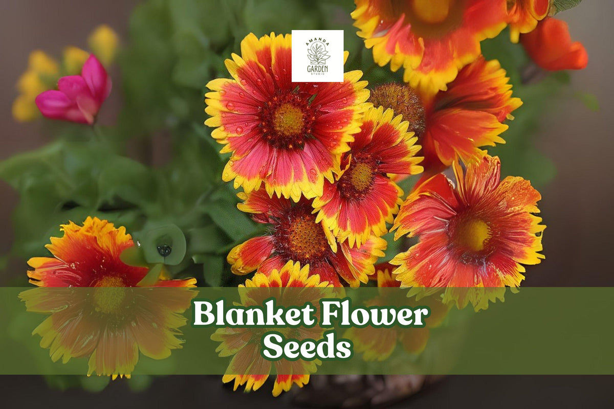 50 Blanket Flower Seeds – Gaillardia aristata – Bright Red and Yellow Perennial Wildflower for Pollinator Gardens