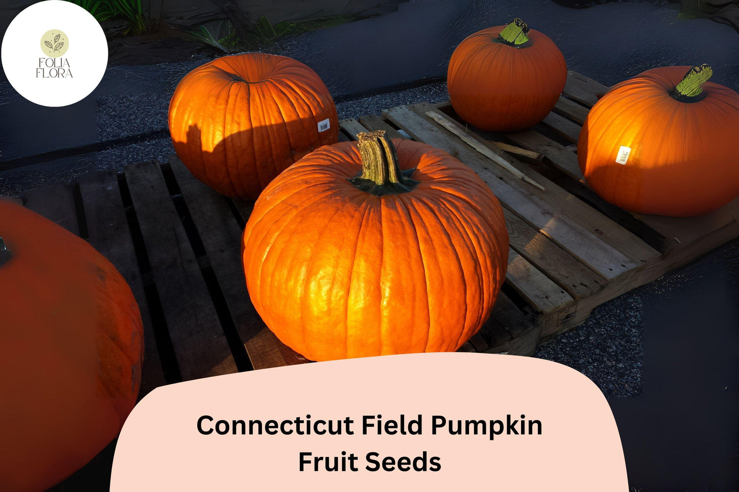 Connecticut Field Pumpkin Seeds | Heirloom Cucurbita pepo for Carving & Cooking | 25+ Seeds