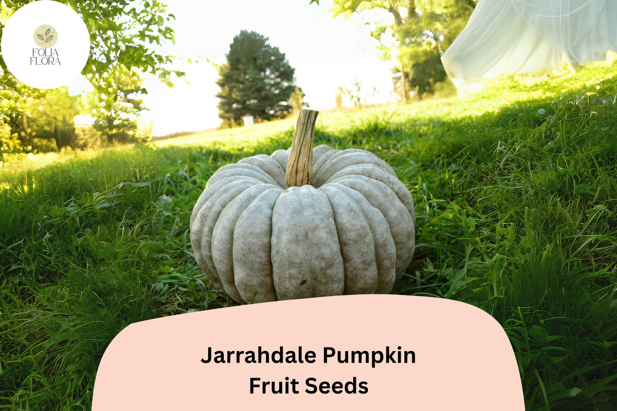 Jarrahdale Pumpkin Seeds, Heirloom Blue-Green Rind, Cucurbita maxima, 25+ Seeds for Pies, Roasting & Fall Decor
