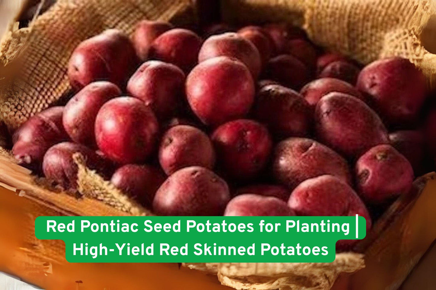 Red Pontiac Seed Potatoes - High-Yield Root Vegetables for Planting, Garden, Containers, CZ Grain