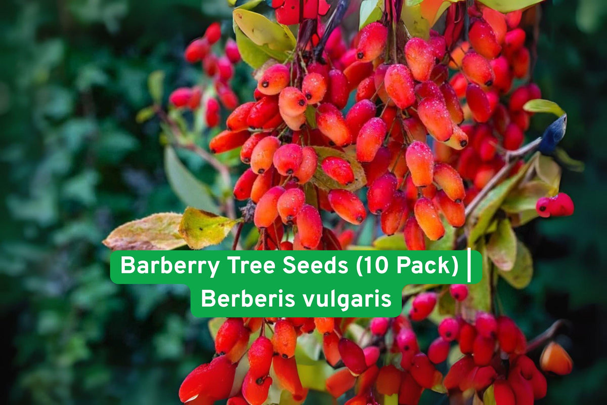 Barberry Tree Seeds - Berberis vulgaris Edible Red Berries, Ornamental Shrub for Hedges & Landscaping, 10 Fresh Seeds