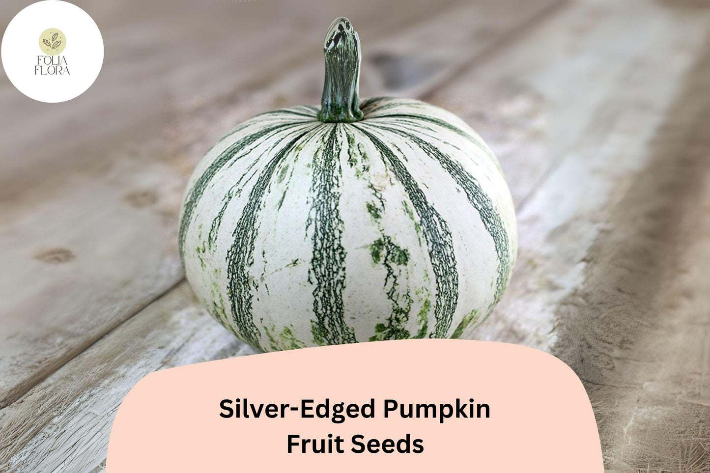 25+ Silver-Edged Pumpkin Seeds | Heirloom Cucurbita maxima | Decorative Green & Silver Leaves, Large Fruits