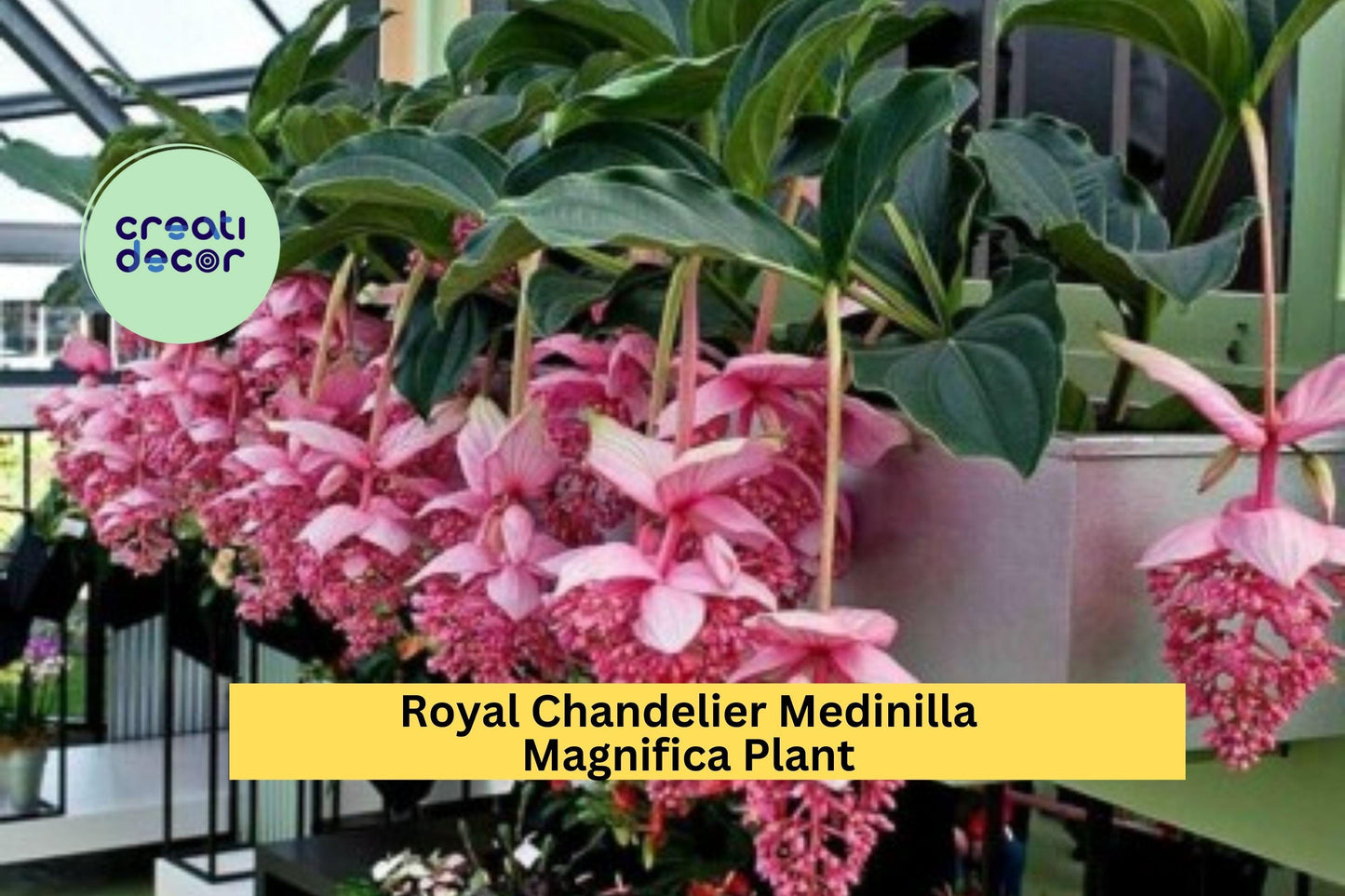 Royal Chandelier Medinilla Magnifica Live Starter Plant – Rare Tropical Houseplant with Pink Blooms, Exotic Indoor Orchid