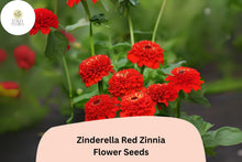 Zinnia Seeds, Zinderella Red, Double Pompon Blooms, Heirloom Non-GMO, Butterfly Attracting, Cut Flower, Zinnia elegans