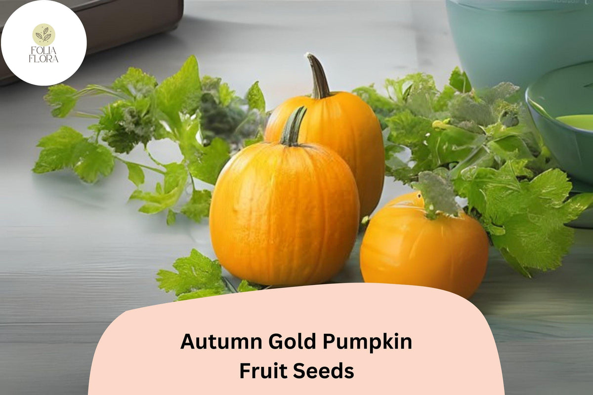 Autumn Gold Pumpkin Seeds, 25+ Cucurbita pepo, Early Orange Fruits, Compact Vining, Fall Decor & Culinary