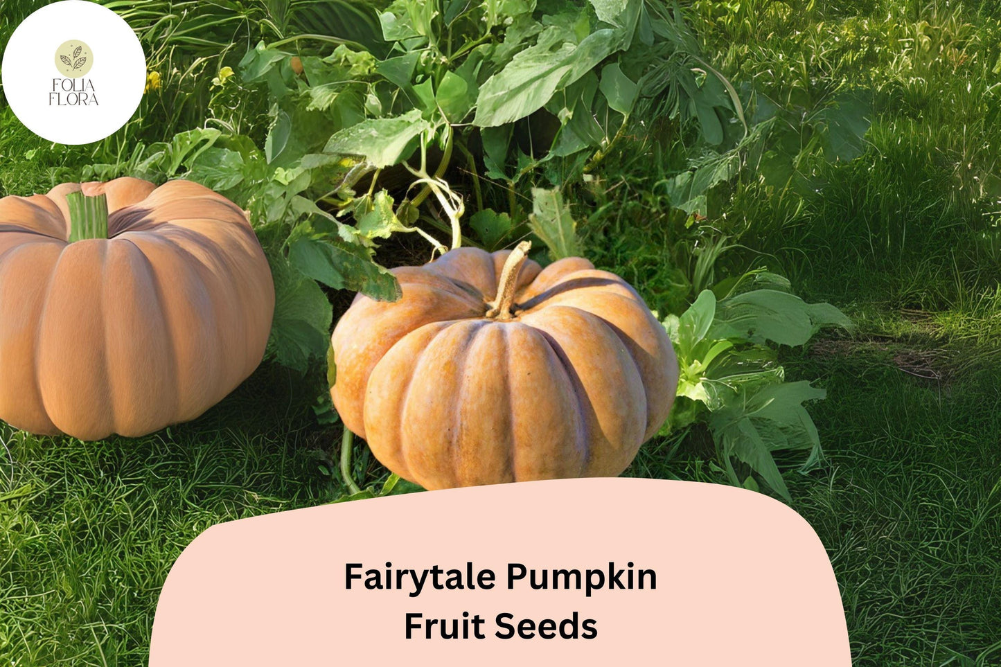 Fairytale Pumpkin Seeds | Musquee de Provence Heirloom | French Heirloom Pumpkin for Cooking & Fall Decor