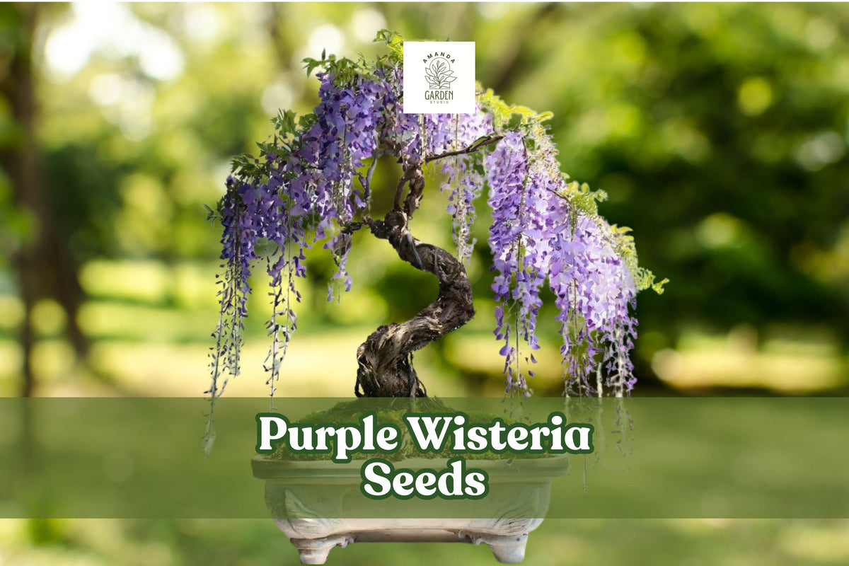 Purple Wisteria Seeds – Climbing Vine or Bonsai – Wisteria sinensis / floribunda – Fragrant Purple Blooms