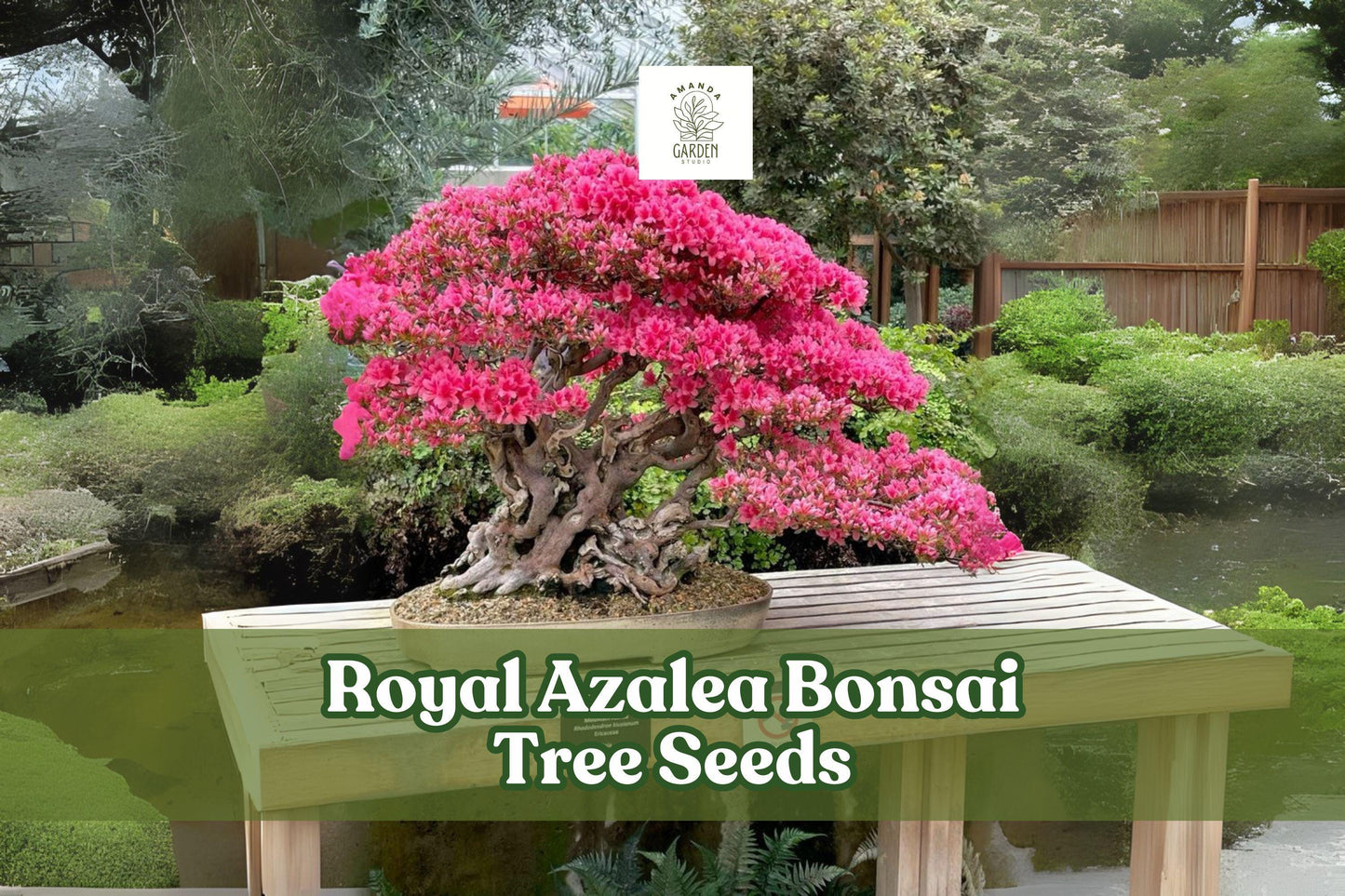 30 Royal Azalea Seeds Rhododendron schlippenbachii Flowering Ornamental Shrub for Garden, Bonsai, Landscape