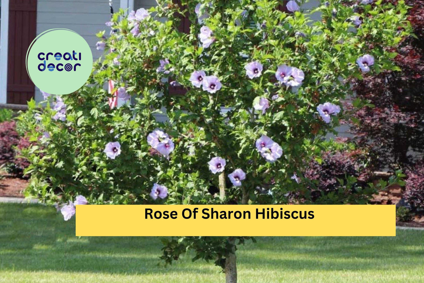 5 Rose of Sharon Hibiscus Plants Bare Root Shrubs – Summer Blooming Flowering Hedges & Borders Hibiscus syriacus