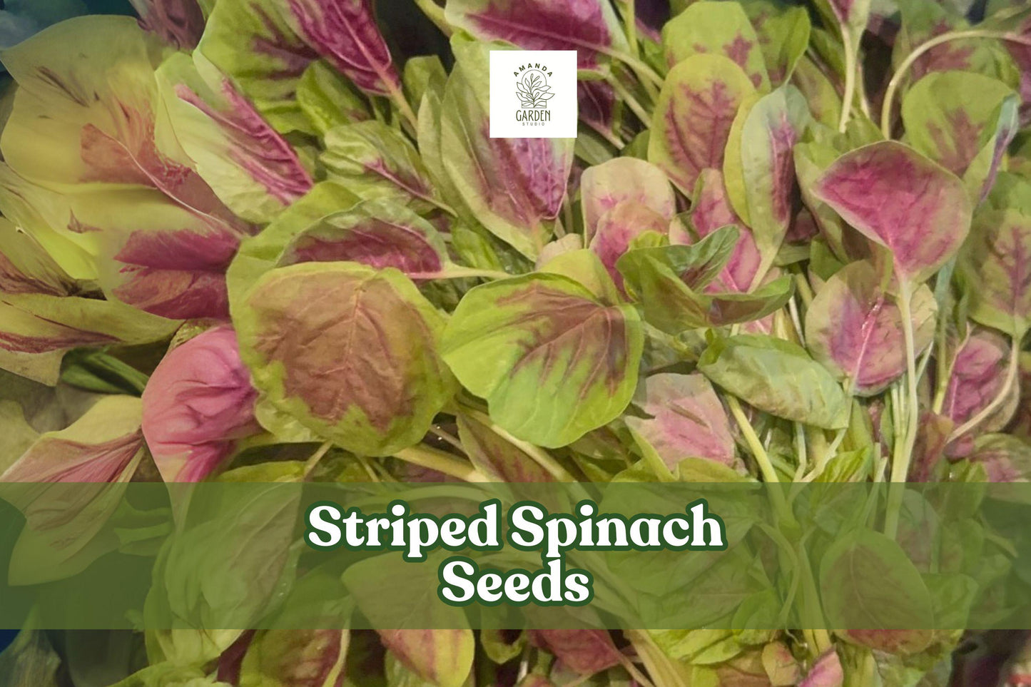 500 Striped Spinach Seeds – Yin Cho Callaloo – Nutritious Leafy Green – Amaranthus spp. for Gardening & Cooking