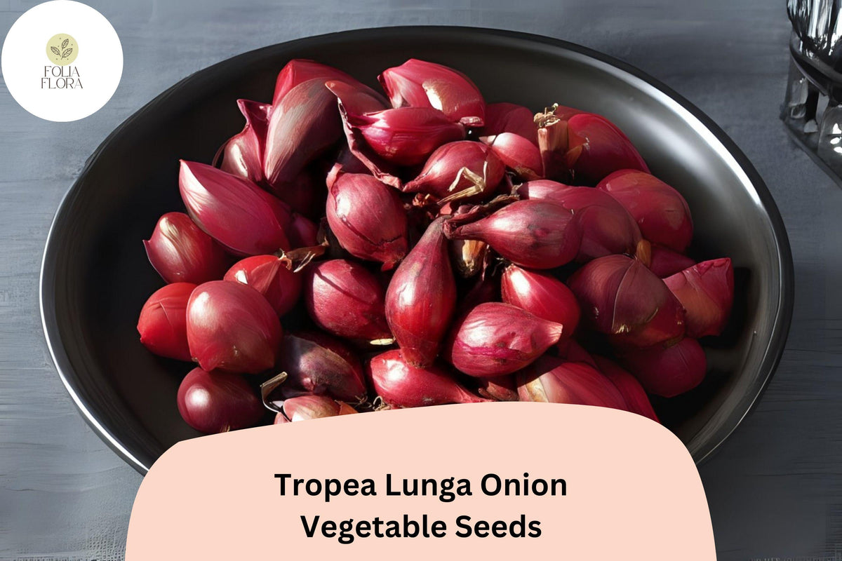 Tropea Lunga Onion Seeds | Italian Heirloom Allium cepa with Red Elongated Bulbs | 500+ Seeds for Gardening