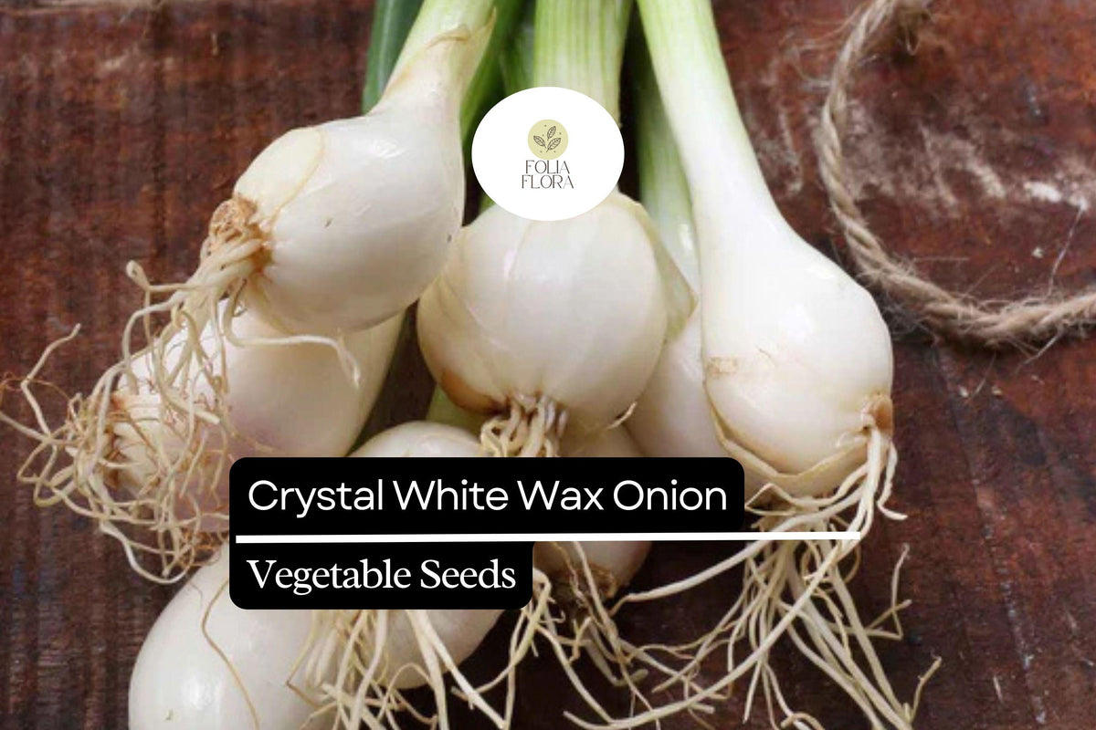 500+ Crystal White Wax Onion Seeds | Heirloom Pearl Onion Allium cepa for Pickling, Garnishes & Cooking