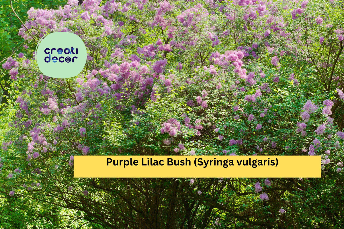20 Common Lilac Bushes Syringa vulgaris Bare Root Shrubs with Fragrant Purple Flowers, Hardy Perennials for Garden Borders and Hedges