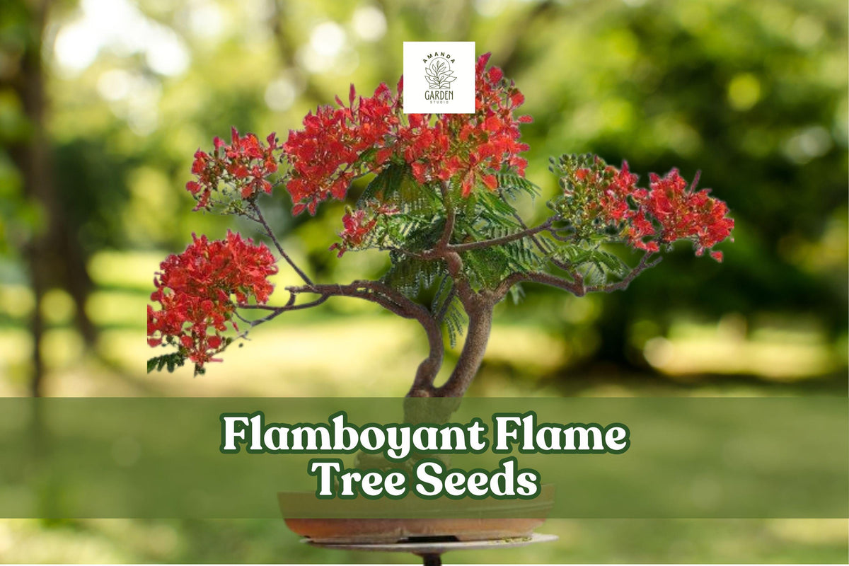 20 Flamboyant Flame Tree Seeds – Delonix regia Tropical Ornamental with Red Flowers for Bonsai & Landscape