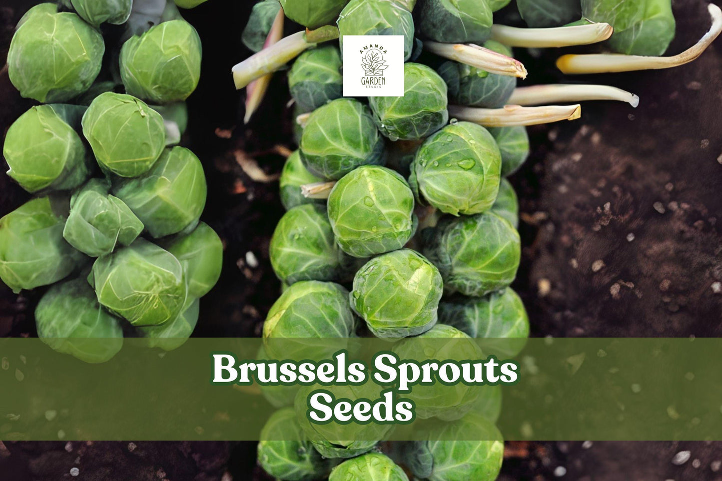 Heirloom Brussels Sprouts Seeds – 250+ Green Compact Vegetable Seeds for Fall & Winter Harvest Brassica oleracea