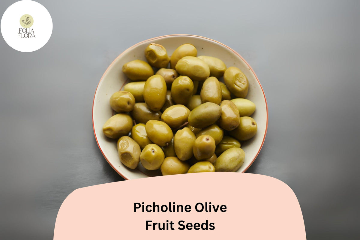 Picholine Olive Seeds | French Heirloom Olea europaea for Mediterranean Garden, Bonsai & Container Planting