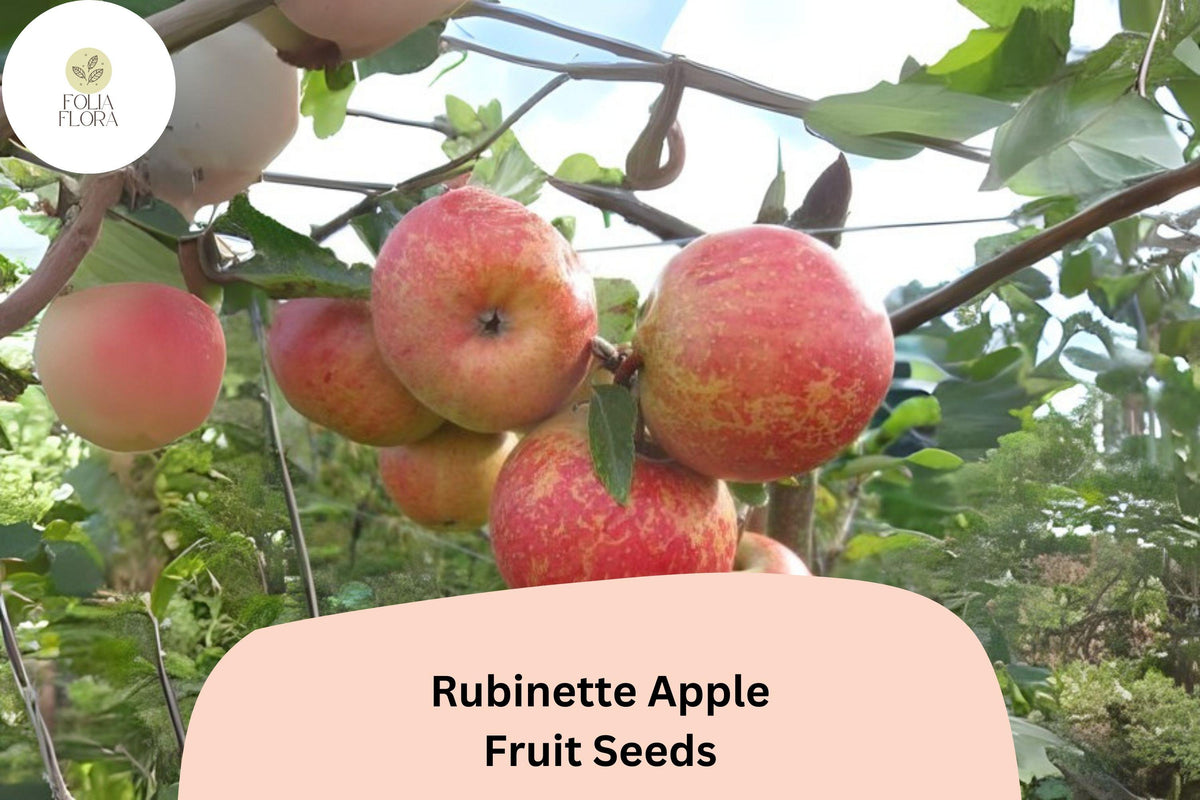 Rubinette Apple Seeds – Rare Heirloom Malus domestica for Home Orchard, Medium-Sized, Flavorful, Juicy, Cross of Golden Delicious & Cox's