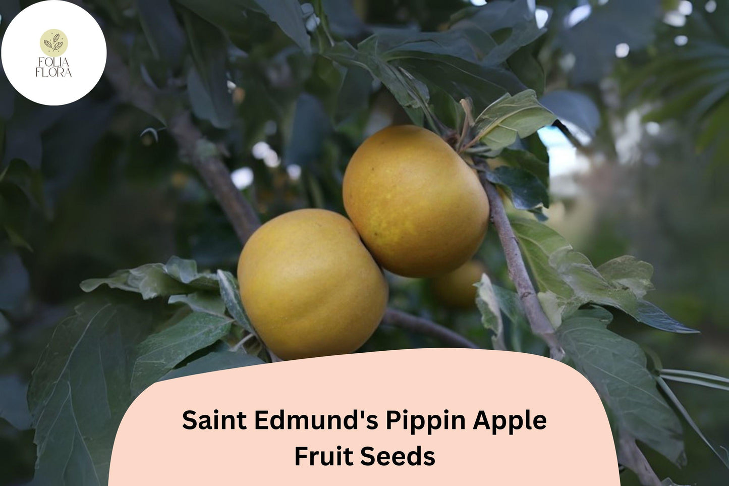 Saint Edmund’s Pippin Apple Seeds | Rare Heirloom Russet Variety | Malus domestica | Golden Russet Apples for Orchard & Garden