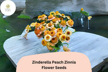 Zinnia Seeds – Zinderella Peach Double Bloom – Heirloom Non-GMO Annual Flowers for Garden & Cut Arrangements