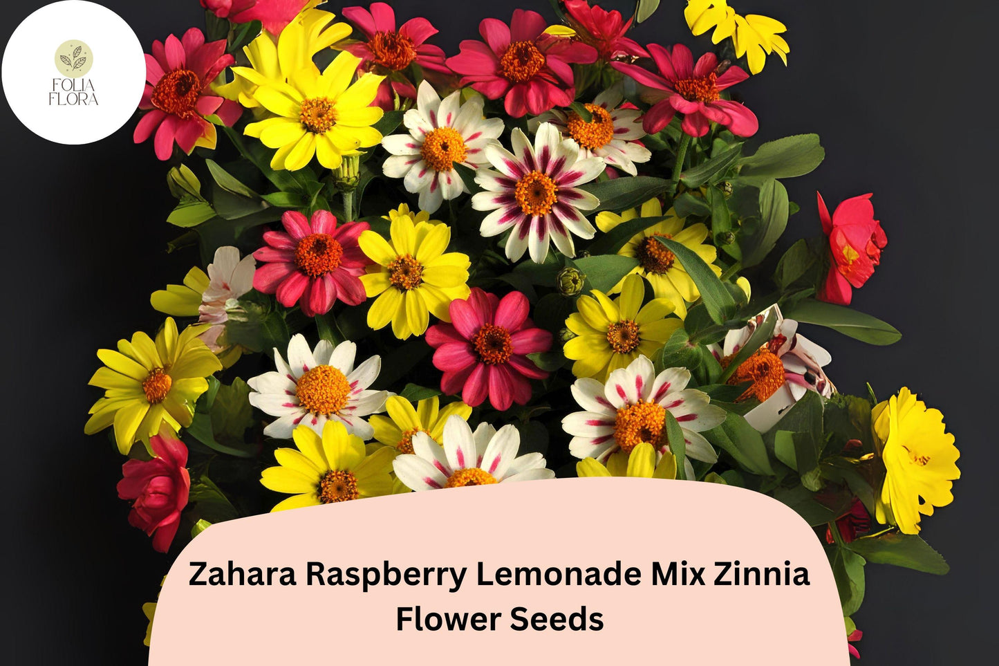 Zinnia Seeds – Zahara Raspberry Lemonade Mix – Non-GMO Annual Flowers for Borders & Containers – Attracts Pollinators