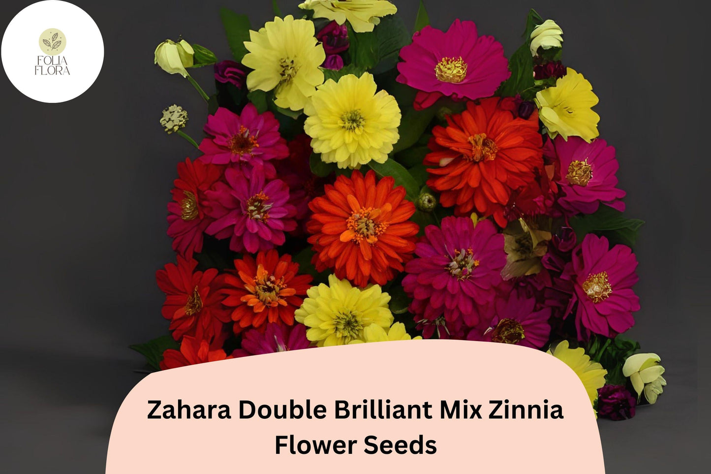 Zinnia Seeds – Zahara Double Brilliant Mix Non-GMO, Bright Red, Orange & Yellow Blooms, Butterfly & Pollinator Attracting, 100+ Seeds