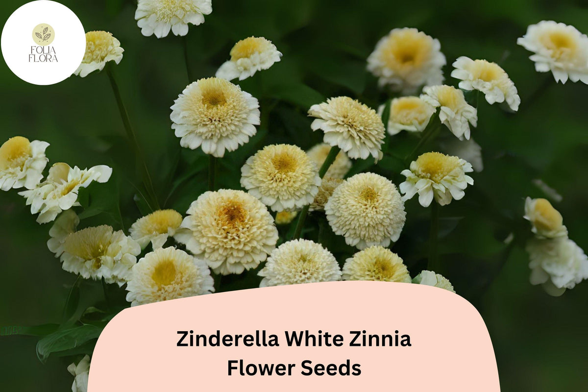 Zinderella White Zinnia Seeds – Double Bloom, Non-GMO, Zinnia elegans, White Flowers, Butterfly Attracting, Summer Bloom
