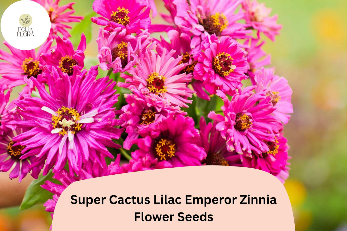 Super Cactus Lilac Zinnia Seeds – Non-GMO Annual Flower, Large Frilled Lilac Blooms, Zinnia elegans
