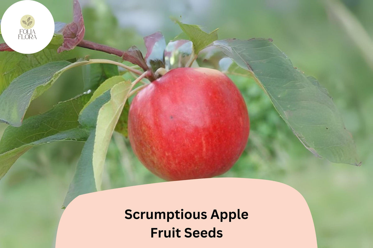 Scrumptious Apple Seeds, Rare Heirloom Variety, Malus domestica, for Home Garden, Fresh Eating, Baking, Juicing