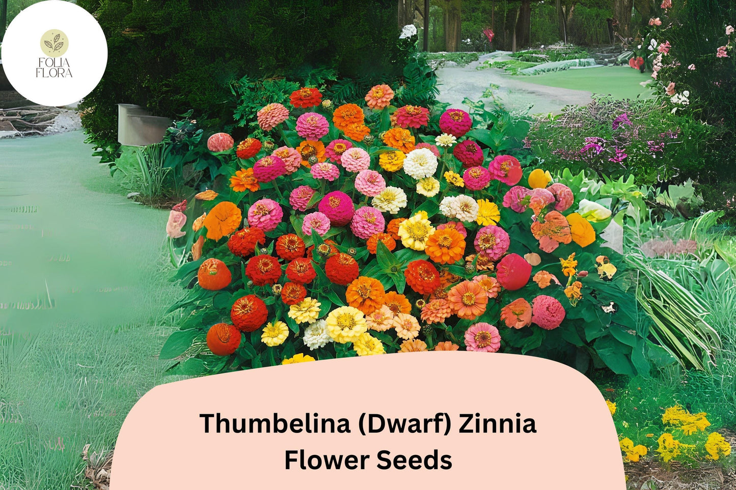 100+ Thumbelina Dwarf Zinnia Seeds – Compact Non-GMO Annual Flowers for Garden, Pots & Borders, Zinnia elegans, Mixed Colors