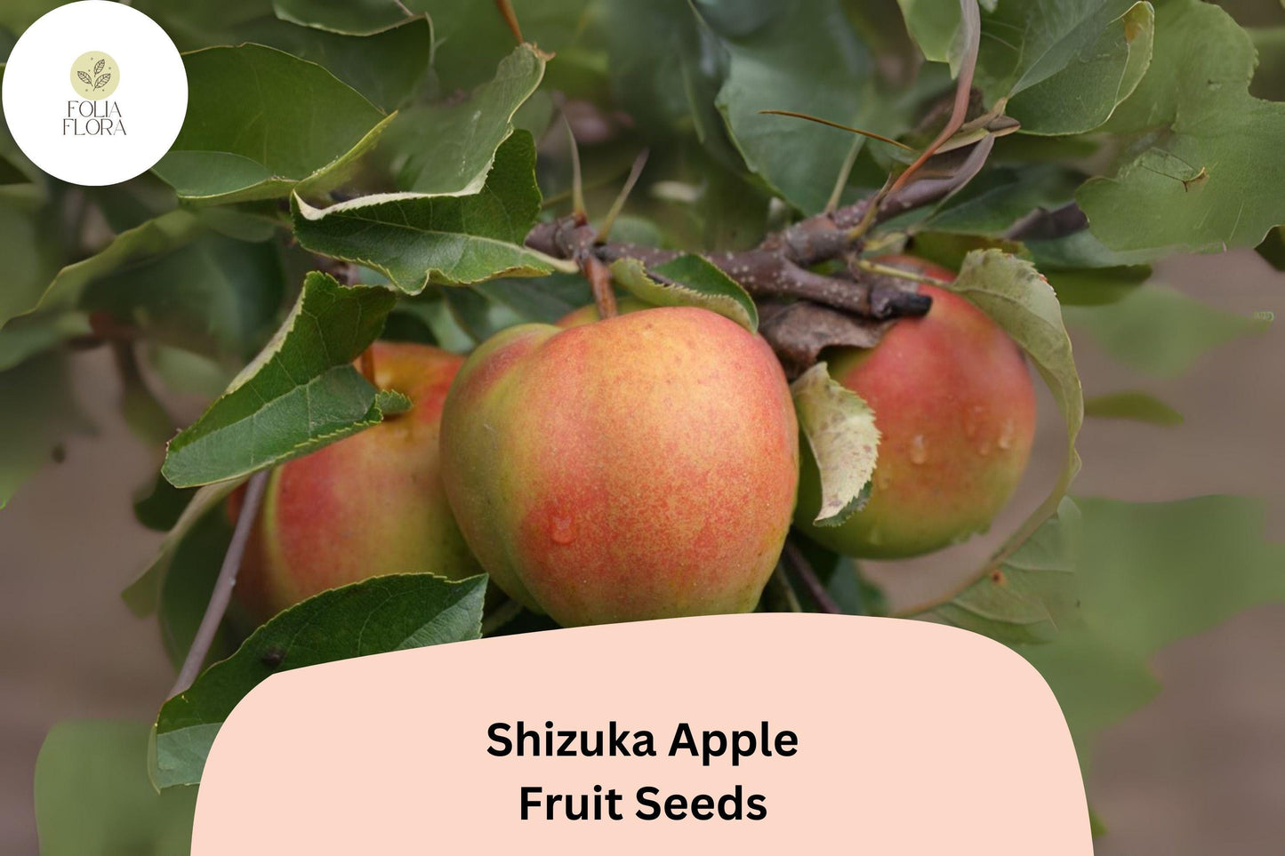 Shizuka Apple Seeds 25+ | Heirloom Malus domestica for Home Garden, Juicing & Fresh Eating