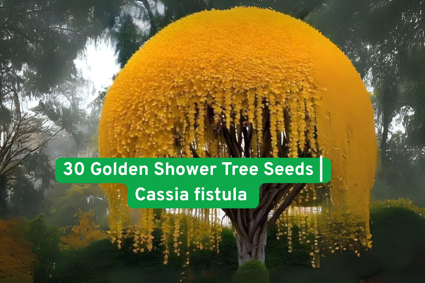Golden Shower Tree Seeds, Cassia Fistula, Yellow Flowering Ornamental Tree, Tropical Garden Planting Seeds, Non-GMO, Made in USA