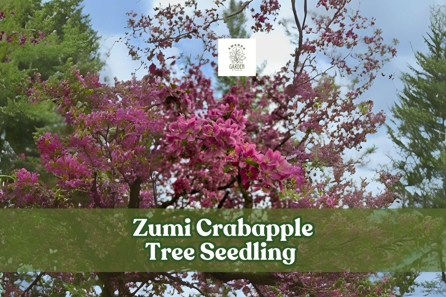 Zumi Crabapple Tree Seedling with Pink White Blossoms, Ornamental Malus zumi, Hardy Shrub for Garden and Landscape