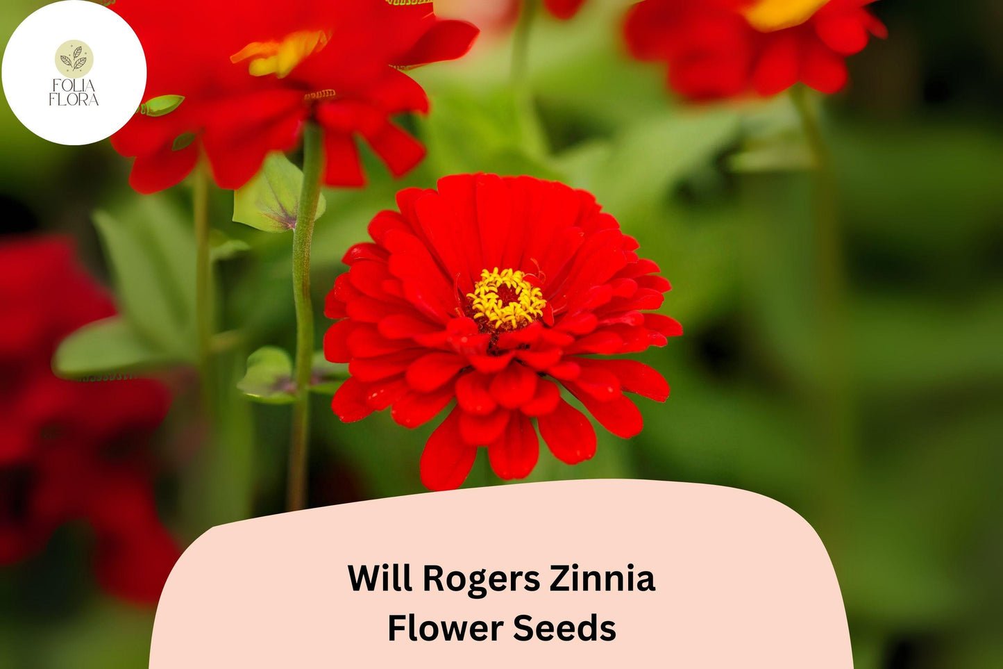 Will Rogers Zinnia Seeds – Scarlet Red, Zinnia elegans, Heirloom Flower Seeds, 100+ Non-GMO Annuals for Garden & Cut Flowers