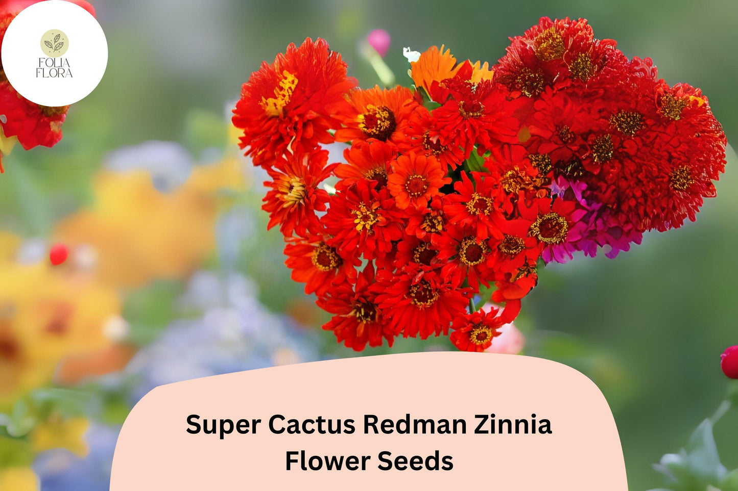 Super Cactus Redman Zinnia Seeds – Red Fiery Cactus-Style Blooms, Annual, Zinnia elegans, Bright Red Flowers