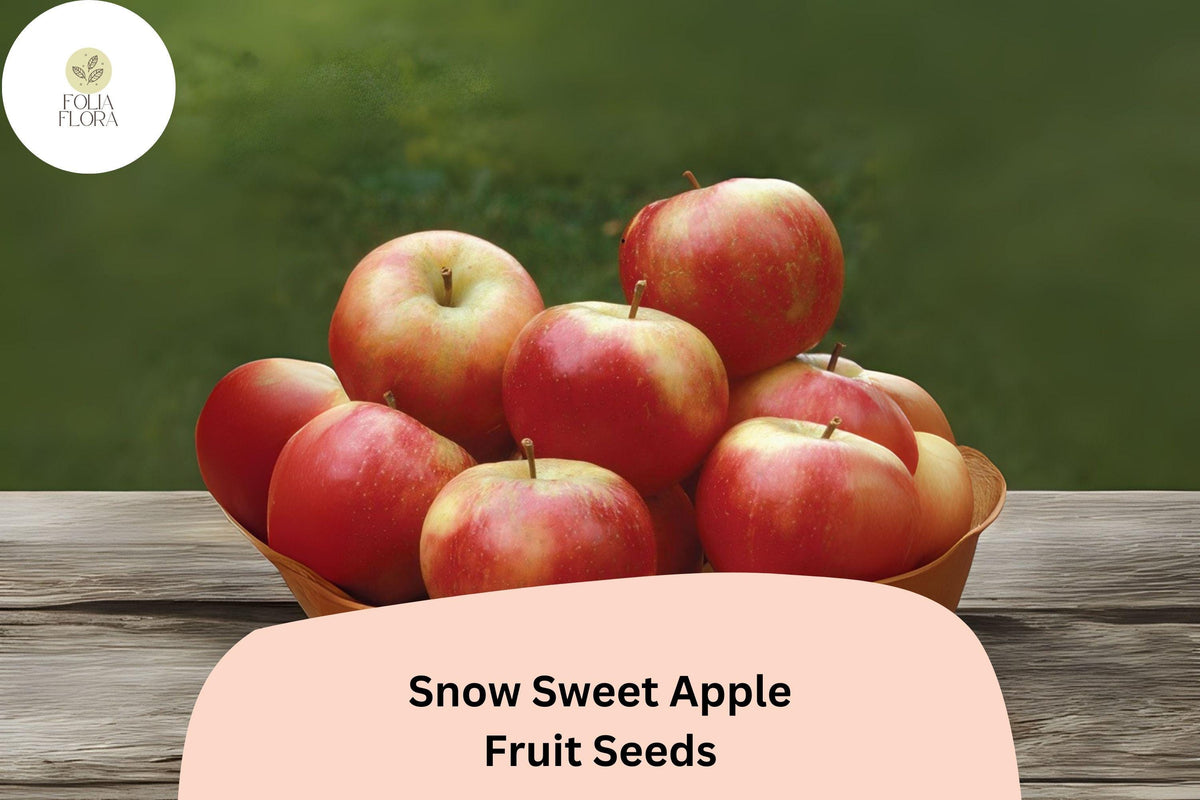 Snow Sweet Apple Seeds - Rare Heirloom Malus domestica for Home Orchard, Juicy, Crisp, Medium-Sized Fruit