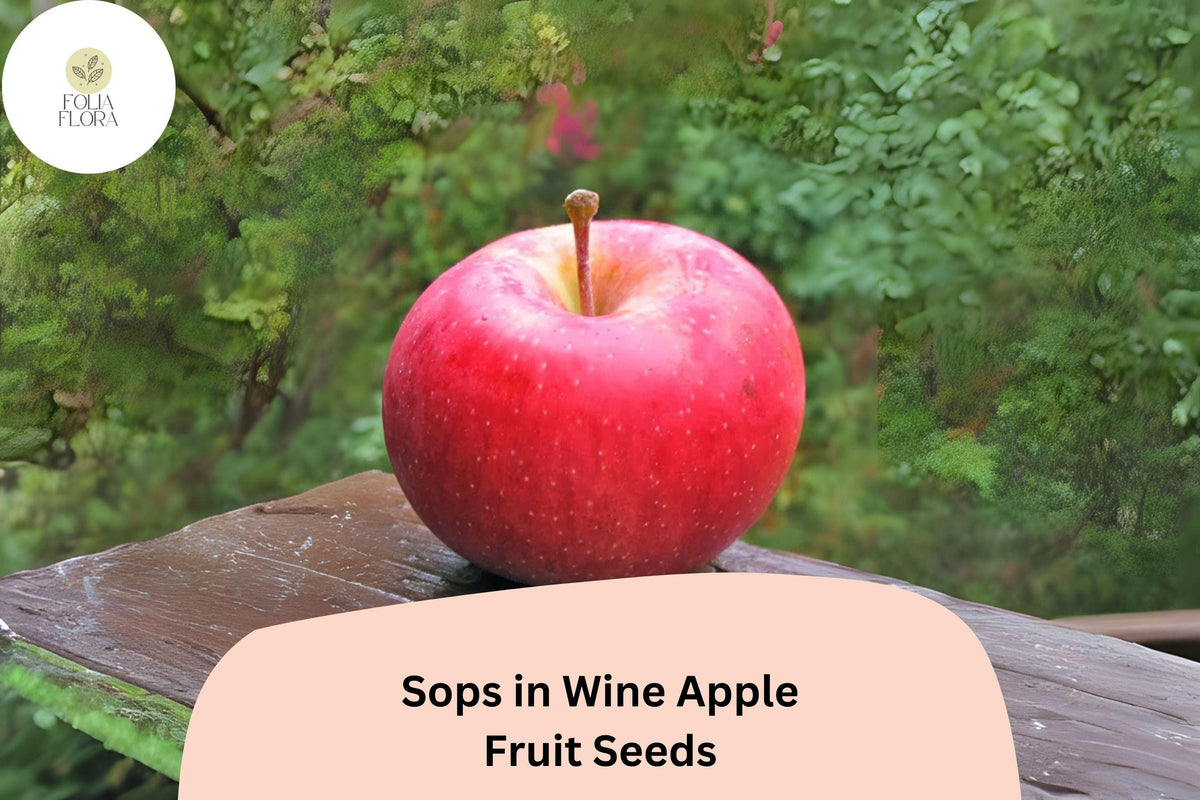 Sops in Wine Apple Seeds, Rare Red-Fleshed Heirloom Variety, Malus domestica, for Home Garden and Orchard Cultivation