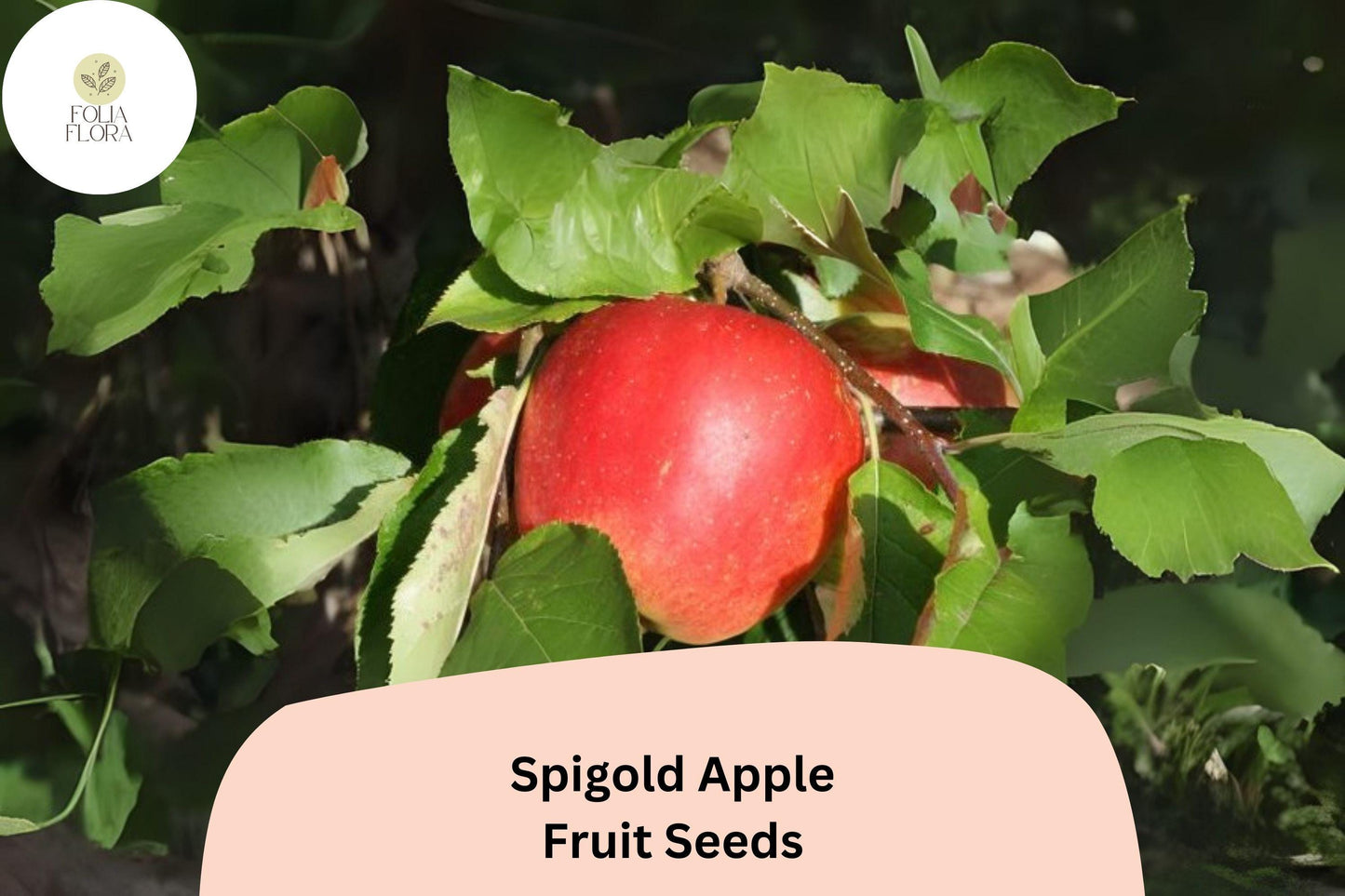 Spigold Apple Seeds | Heirloom Malus domestica | Sweet-Tart Large Apples for Orchard & Garden