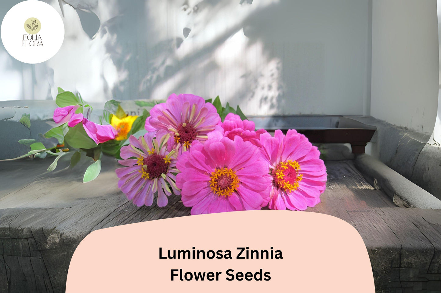 100+ Luminosa Zinnia Seeds – Bright Pink Blooms for Garden, Borders & Cut Flowers | Zinnia elegans