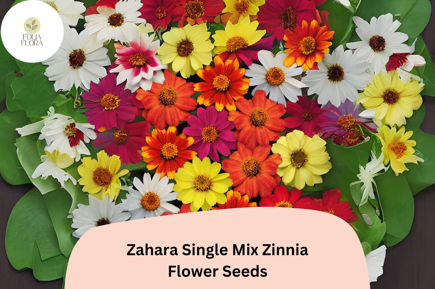 Zinnia Seeds – Zahara Single Mix, Bright Colors, Low-Growing Annual, Pollinator-Friendly, Zinnia marylandica