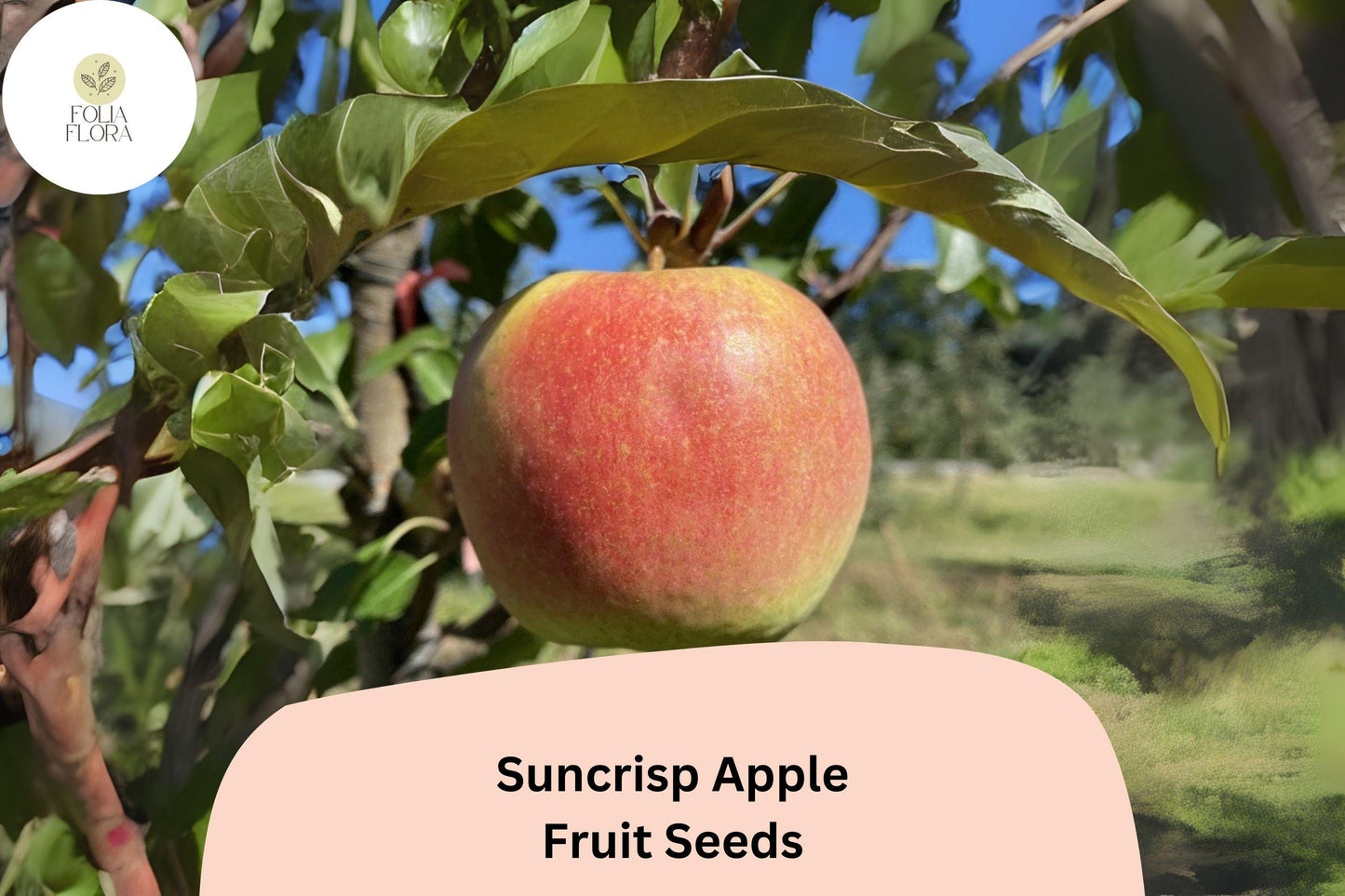 Suncrisp Apple Seeds - Late-Ripening, Sweet-Tart Malus domestica, Juicy, Crisp, Yellow-Gold Skin, Ideal for Orchard and Home Garden