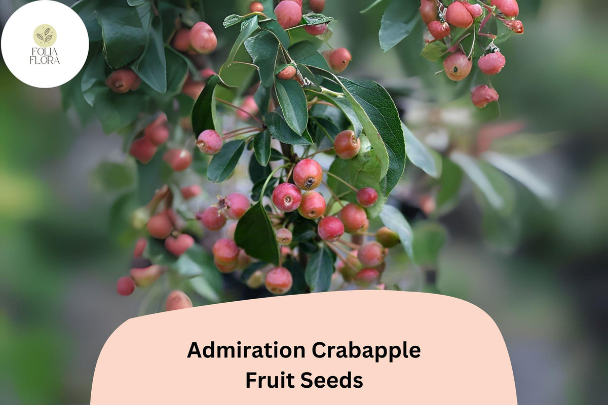 Admiration Crabapple Seeds, Pink-White Blossoms, Red Fruits, Malus admiral, Ornamental Tree, Pollinator-Friendly, Landscaping