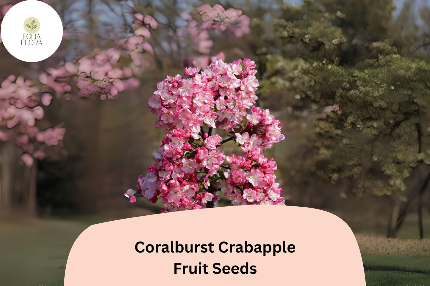 Coralburst Crabapple Seeds | Malus ‘Coralburst’ | Pink Blossoms & Red Fruit | Ornamental Tree for Gardens & Landscaping
