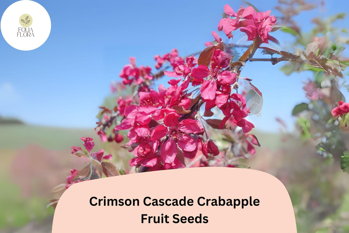 Crimson Cascade Crabapple Seeds | Deep Pink Blossoms & Red Fall Fruit | Malus ‘Crimson Cascade’ Ornamental Tree Seeds