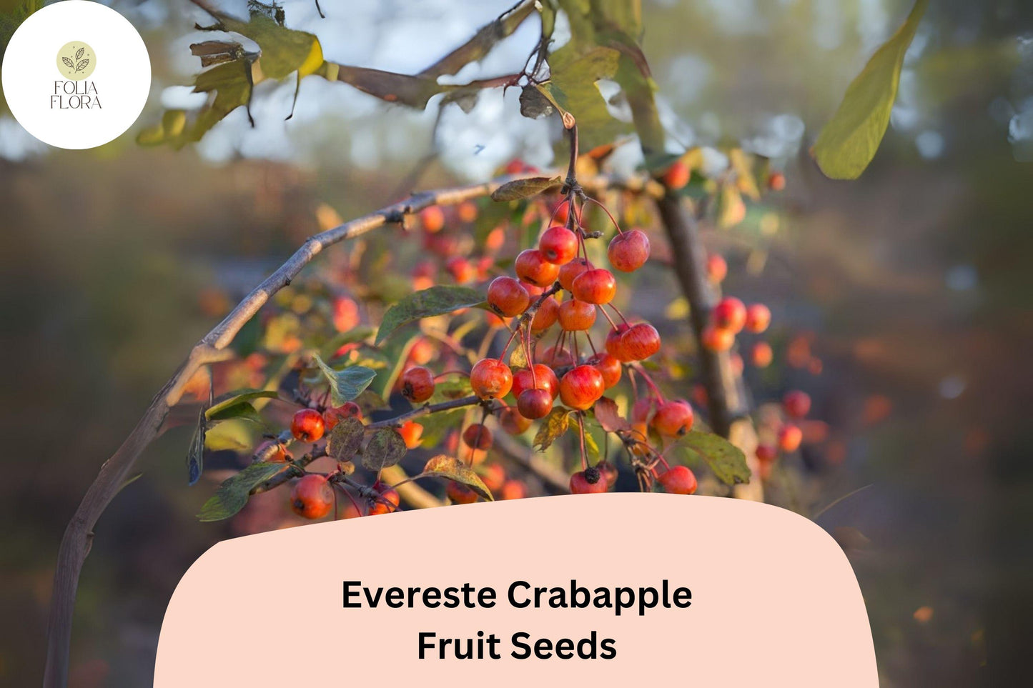 Evereste Crabapple Tree Seeds | Malus ‘Evereste’ Pink Blossoms & Red Fruits | Ornamental Deciduous Tree for Garden & Landscape
